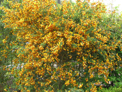 d0050472_20581641.jpg