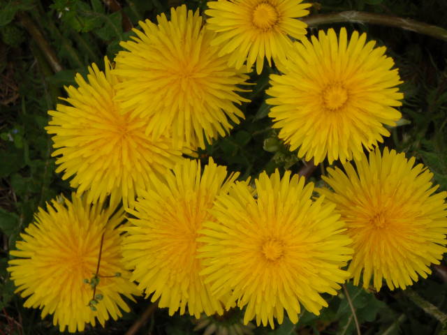 a0113874_6134780.jpg