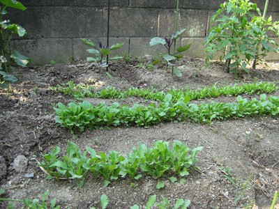 f0003174_11354751.jpg