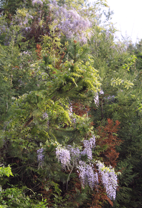 c0167576_783474.gif
