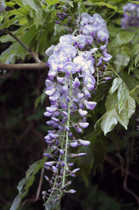 c0167576_78942.gif