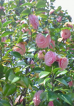 e0173480_13571622.jpg