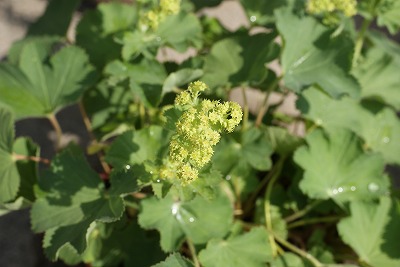 f0079289_11204377.jpg
