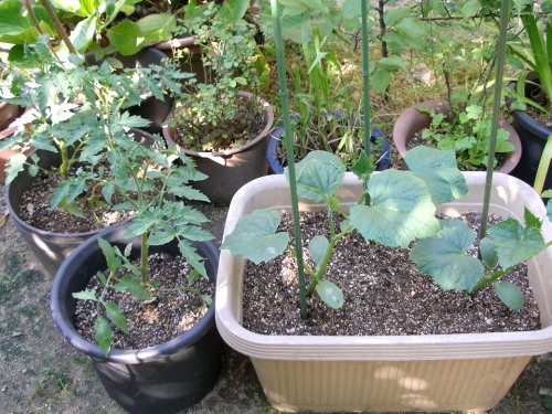 c0036203_19335062.jpg