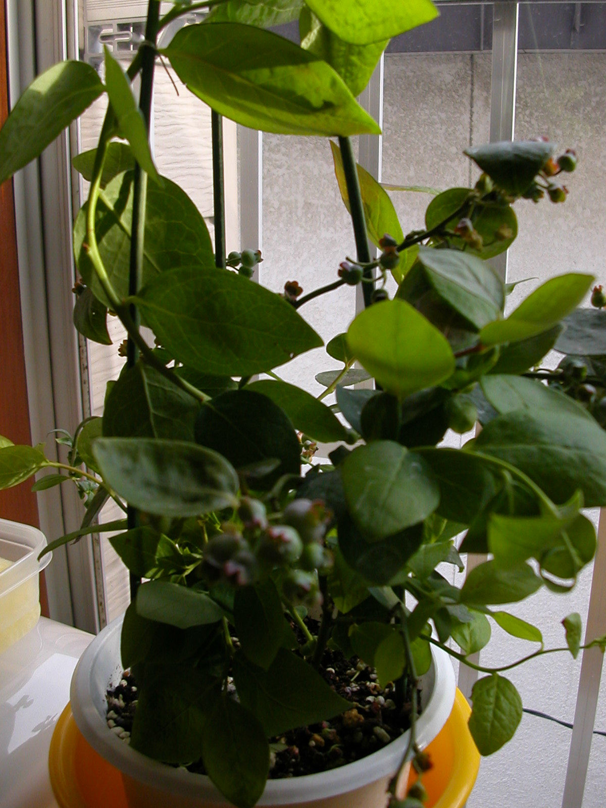 d0025234_17332267.jpg