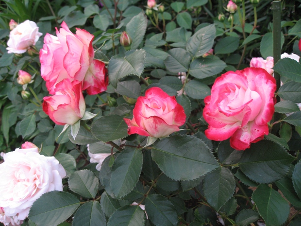 c0109235_22224693.jpg