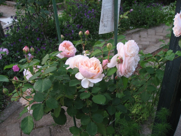 c0109235_22462740.jpg