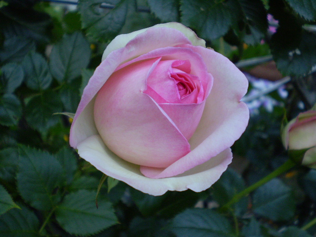 a0109742_2364417.jpg