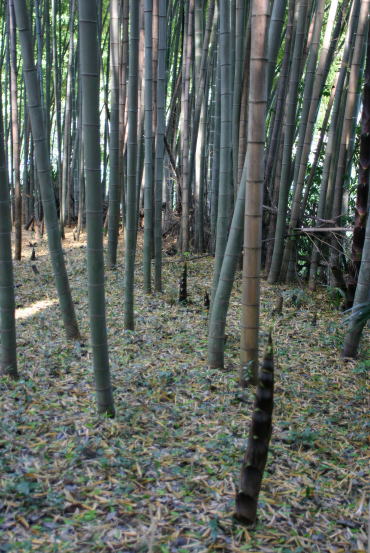 f0094843_0584959.jpg