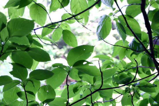 f0094843_111231.jpg