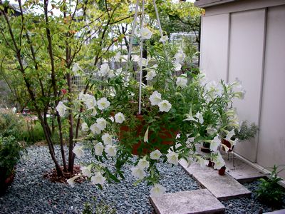 f0115851_15245566.jpg