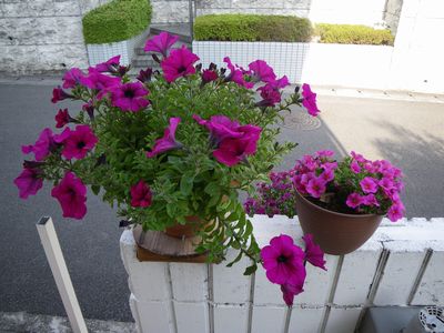 f0115851_1593992.jpg