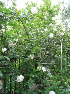 f0195963_20135252.jpg
