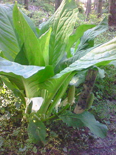 f0180166_2239812.jpg