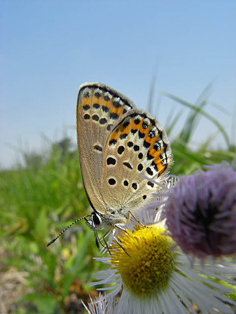 f0199866_2023031.jpg