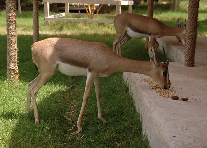 e0066474_151147.jpg