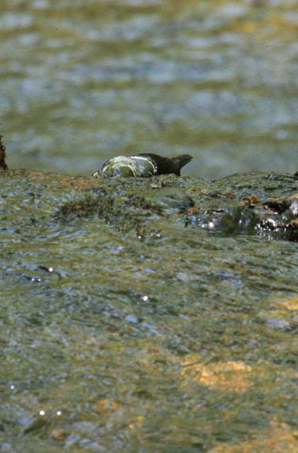 c0148777_1691883.jpg