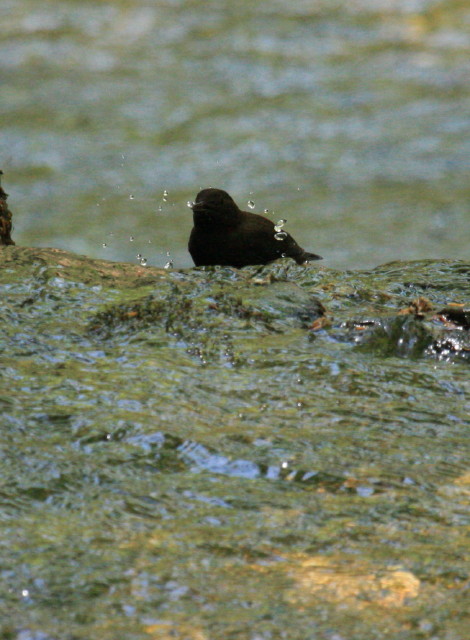 c0148777_1694185.jpg
