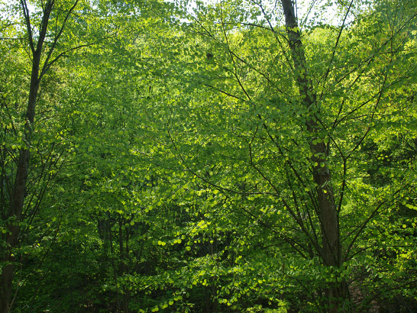d0152981_1125464.jpg