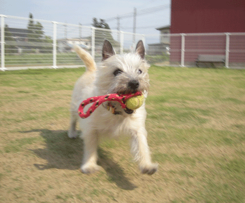 e0066883_23541649.gif