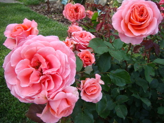 b0131786_4425851.jpg