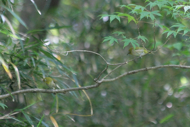 d0133693_20483125.jpg