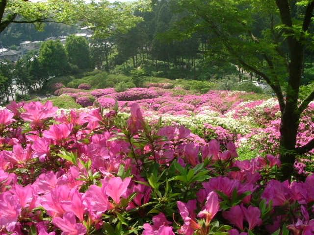 b0044296_192502.jpg