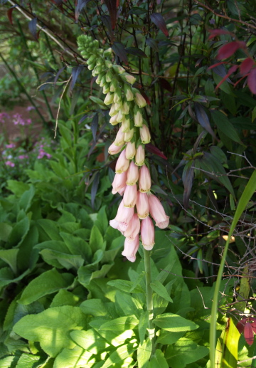 e0089001_22143252.jpg