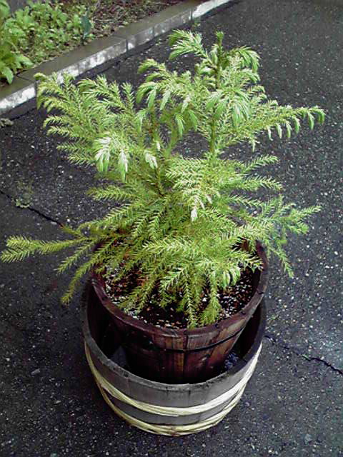 f0090602_9533549.jpg