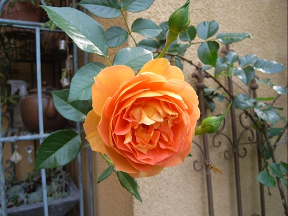 f0065604_20595851.jpg