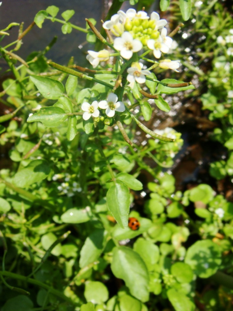 d0126508_128285.jpg
