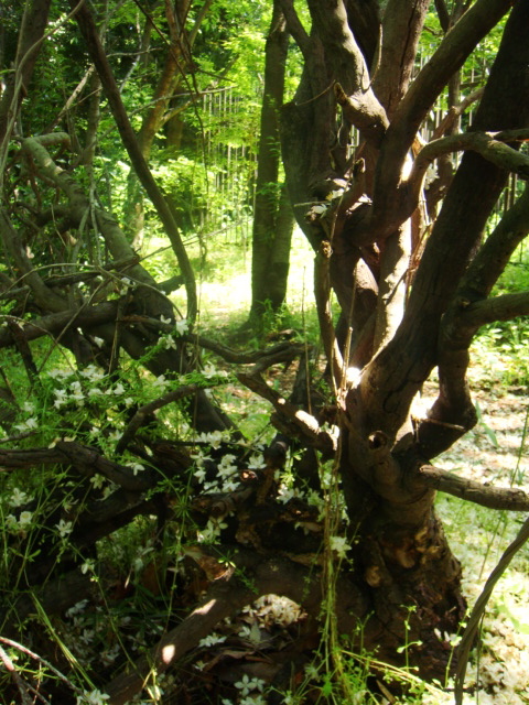 d0126508_1372466.jpg