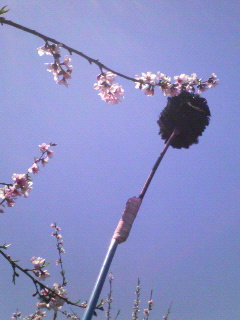 f0031013_8161410.jpg