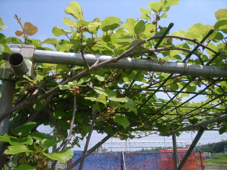 b0164132_15920100.jpg