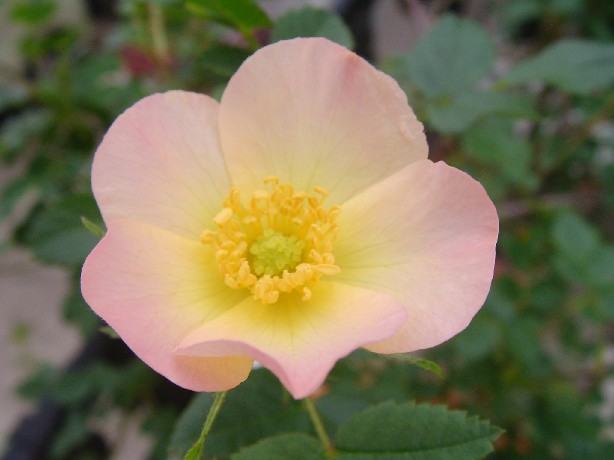 f0002833_2023988.jpg