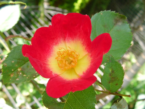 f0002833_20303711.jpg