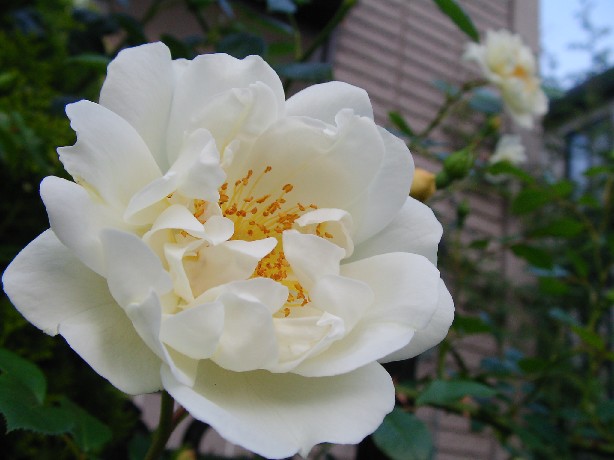 f0002833_2032899.jpg