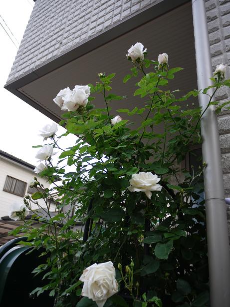 c0146637_18554883.jpg