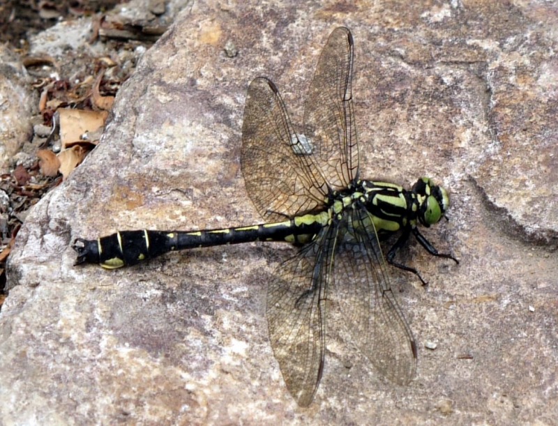 d0094165_1321102.jpg
