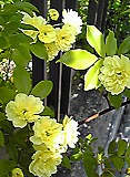 d0085267_274532.jpg