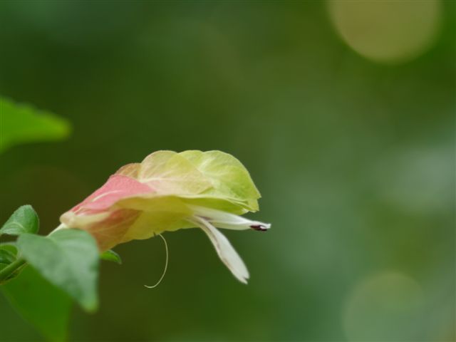 b0175688_1502464.jpg