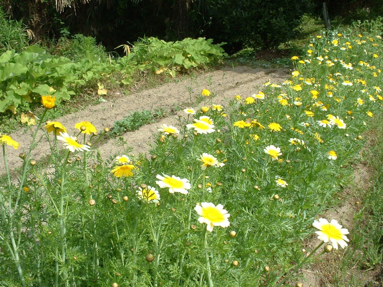 c0165589_11572293.jpg