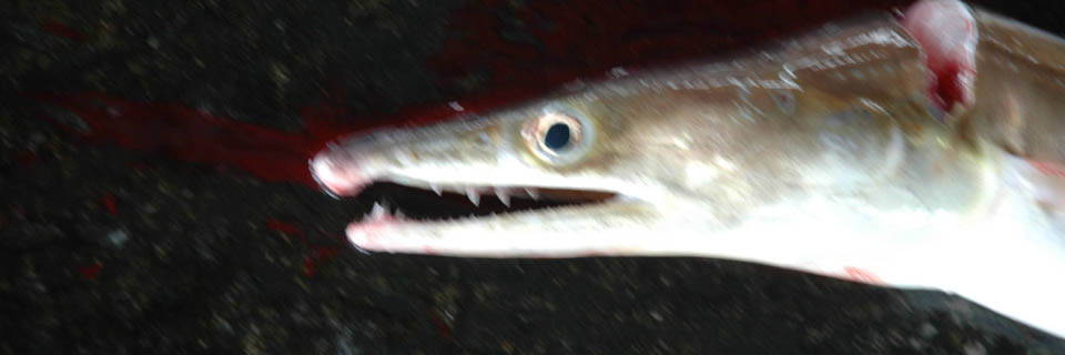 c0170789_013279.jpg
