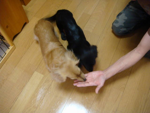 d0098295_1716257.jpg