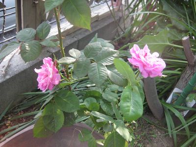 f0201297_23271788.jpg