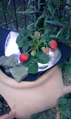 a0040708_2113055.jpg