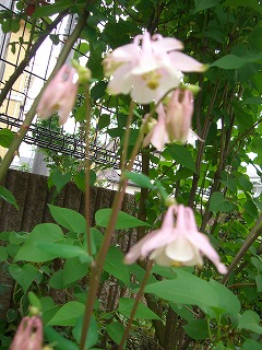 b0128423_13113148.jpg