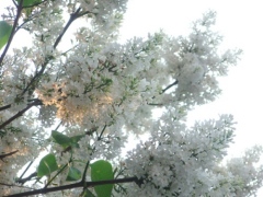 b0168830_153277.jpg