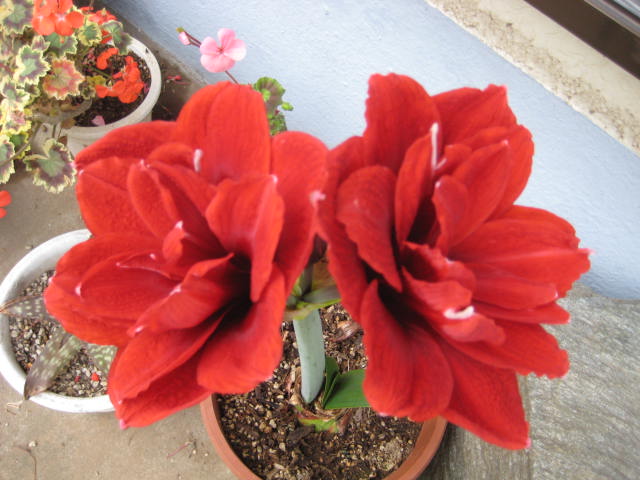 e0166032_2126021.jpg