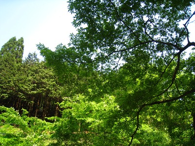 a0055835_20104040.jpg